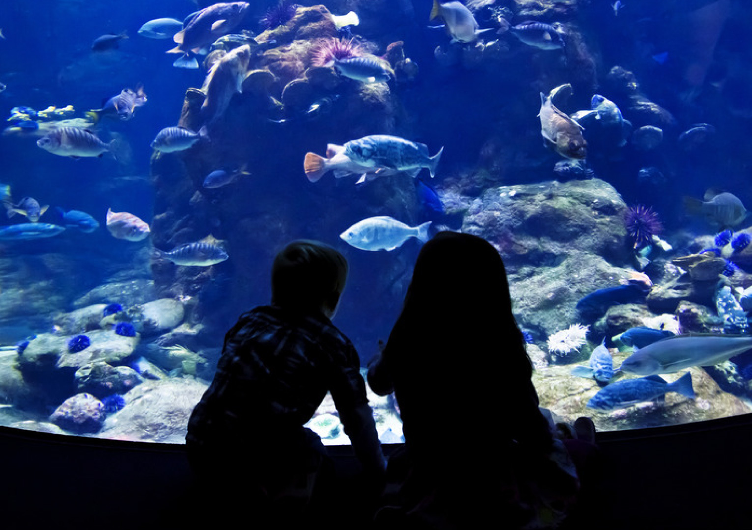 The Guernsey Aquarium 