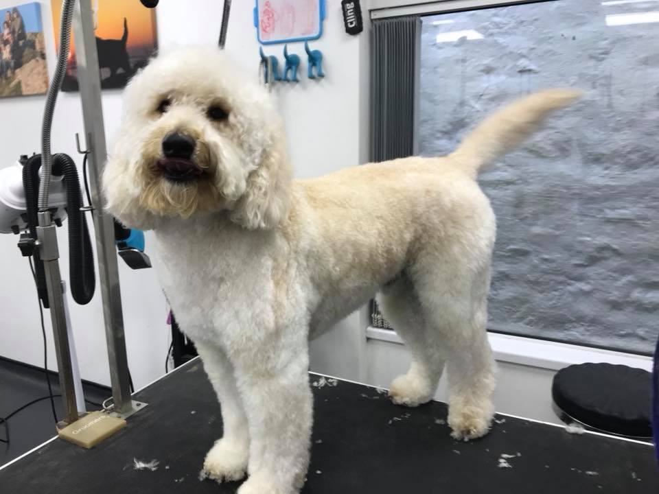 Guernsey - Dandy Dog Grooming Parlour - Guernsey - pet grooming - Yabsta