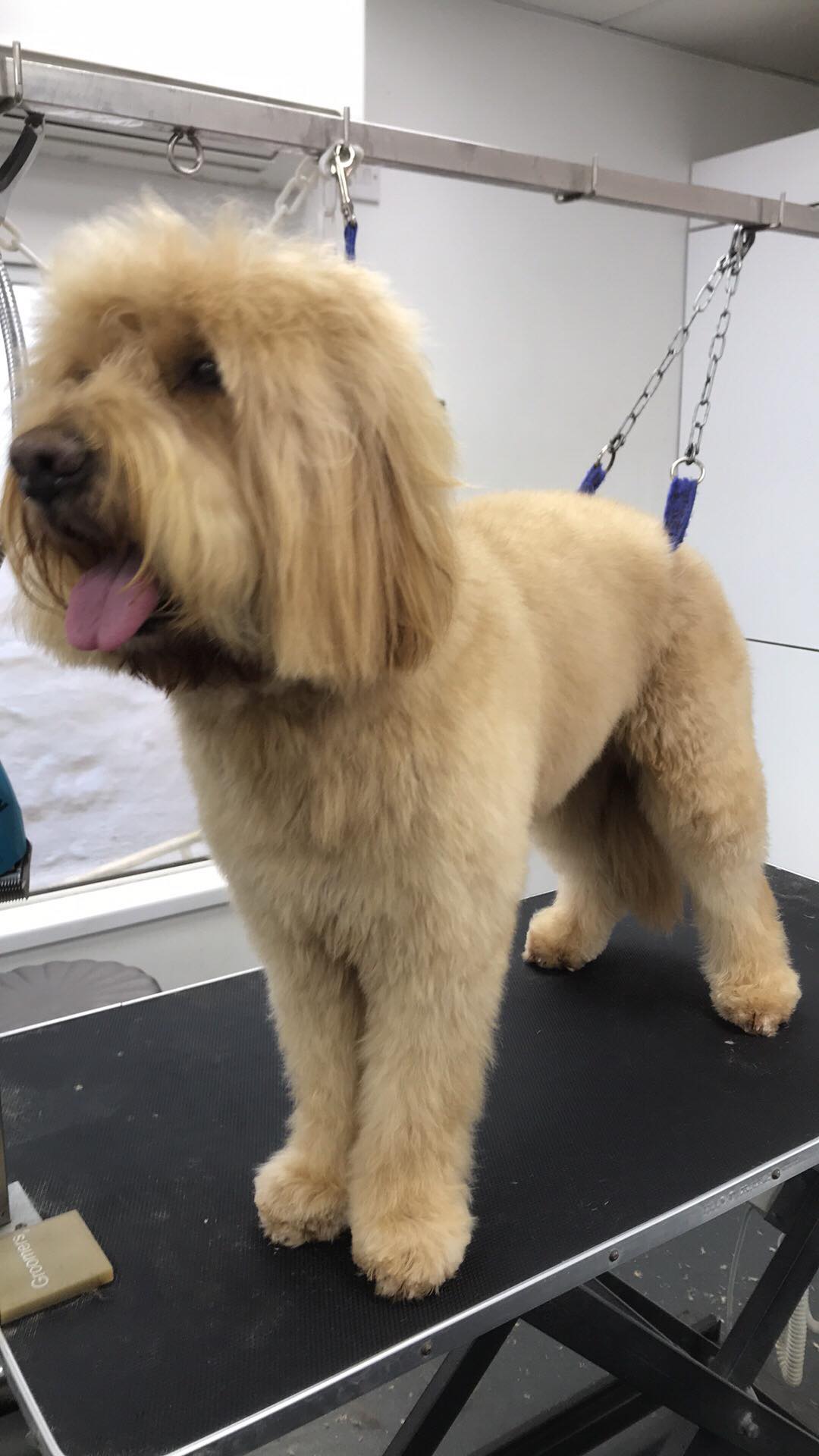 Guernsey - Dandy Dog Grooming Parlour - Guernsey - pet grooming - Yabsta